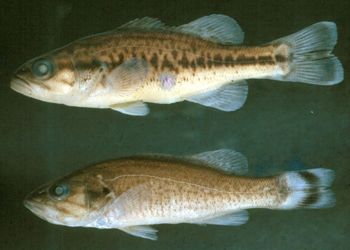 Media type: image; Ichthyology 57279